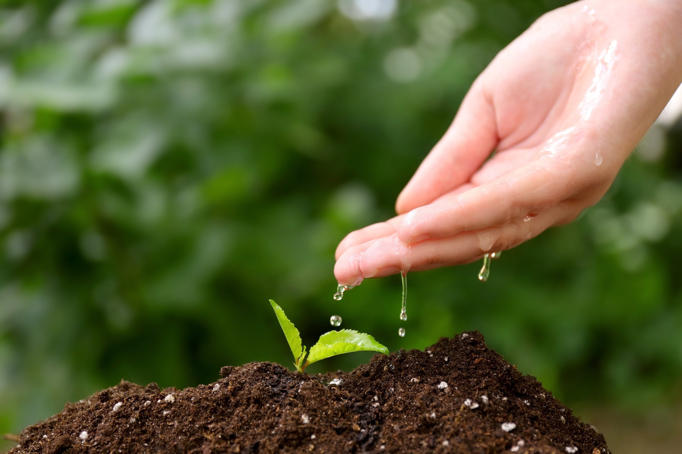 Hand Watering Plant in Garden