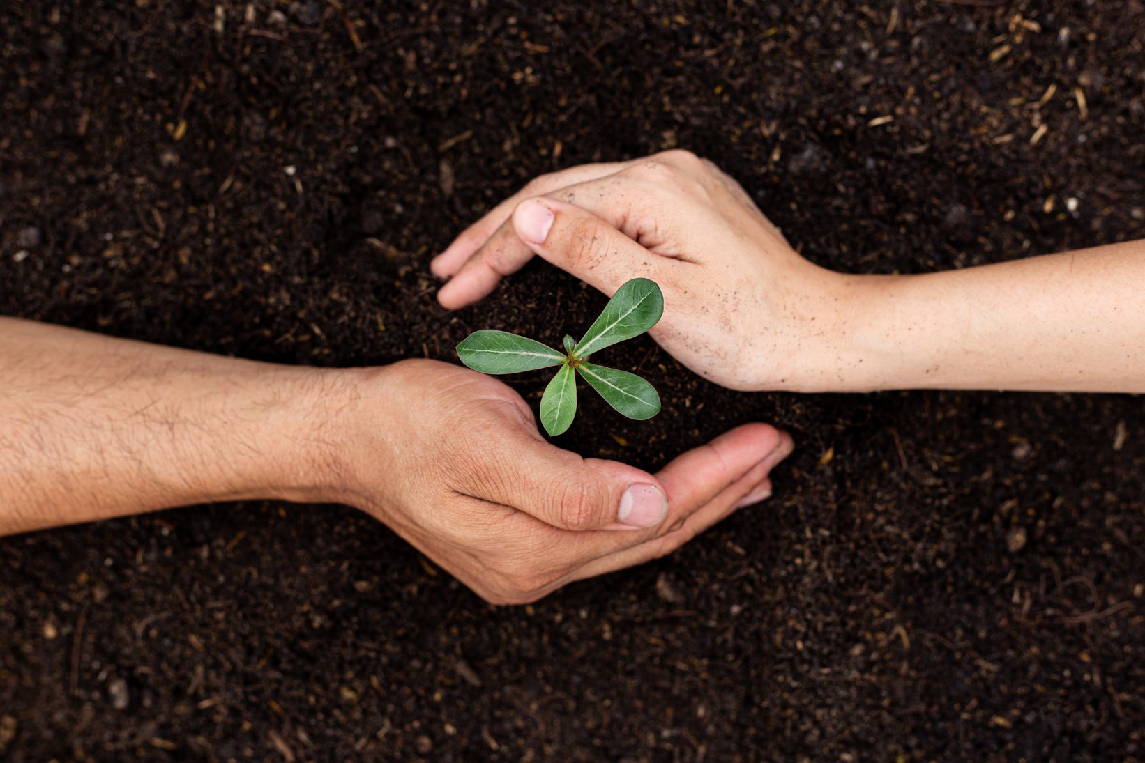 Hands Planting Seedling 