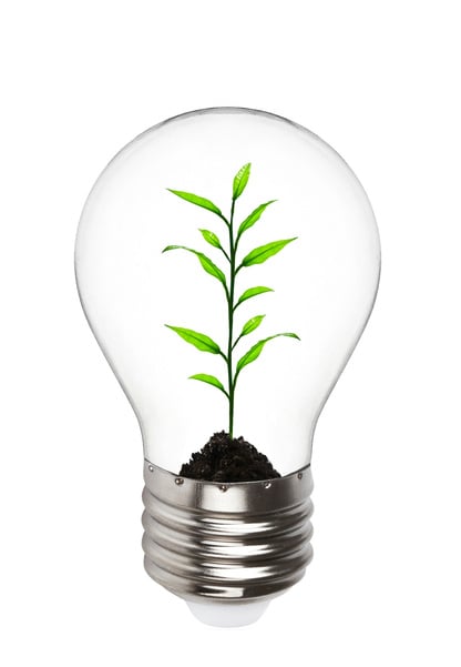 Plant Growing inside the Lightbulb