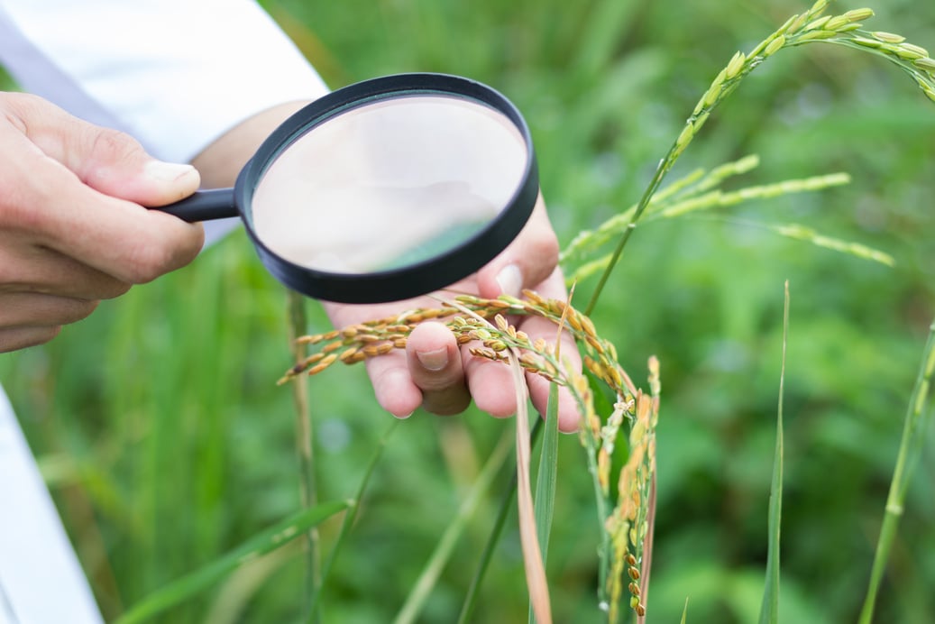 Checking plant disease