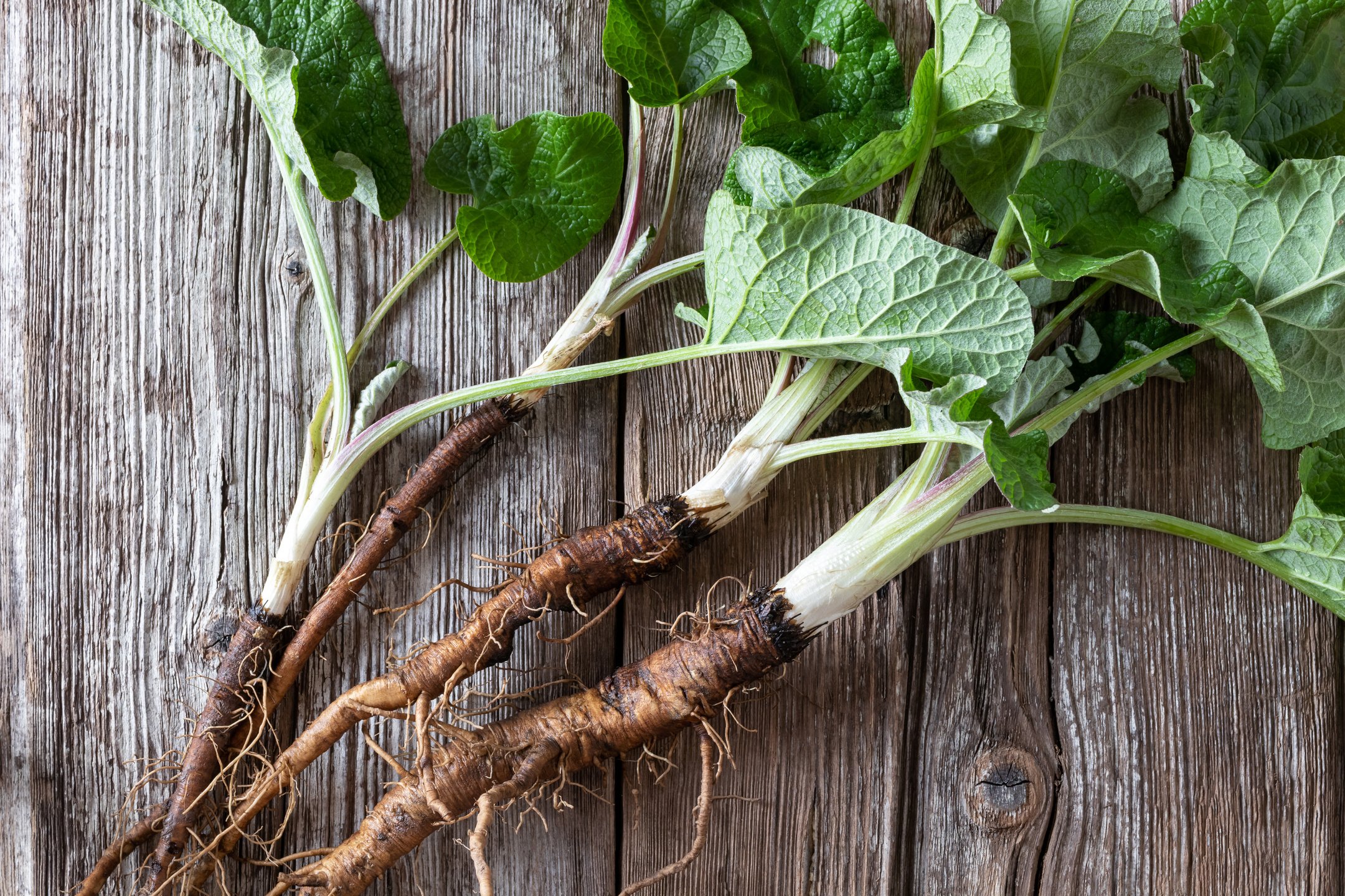 Burdock root on a table