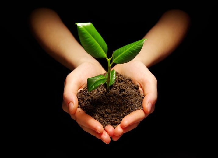 plant in hands