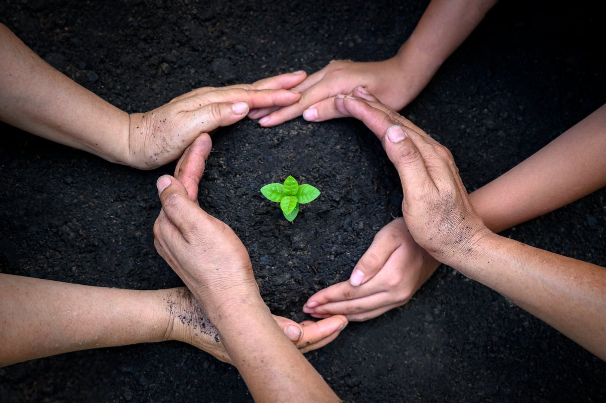 Hands Protecting the Plant in the Soil